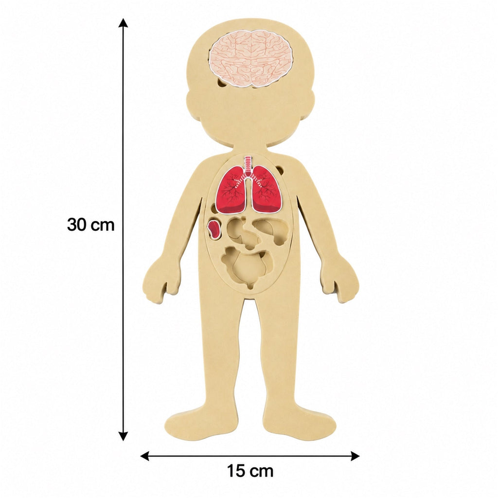 Educational Human Body Anatomy Puzzle With Organ Pieces And Learning Cards Set