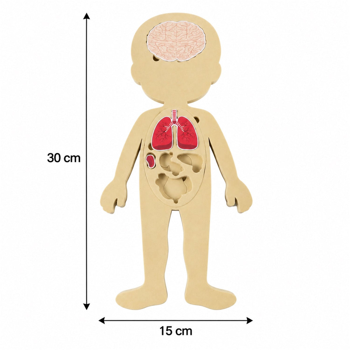 Educational Human Body Anatomy Puzzle With Organ Pieces And Learning Cards Set