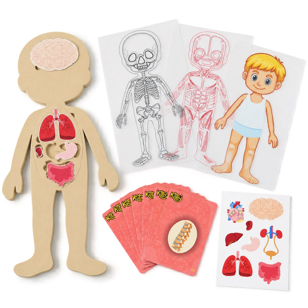 Educational Human Body Anatomy Puzzle With Organ Pieces And Learning C ...