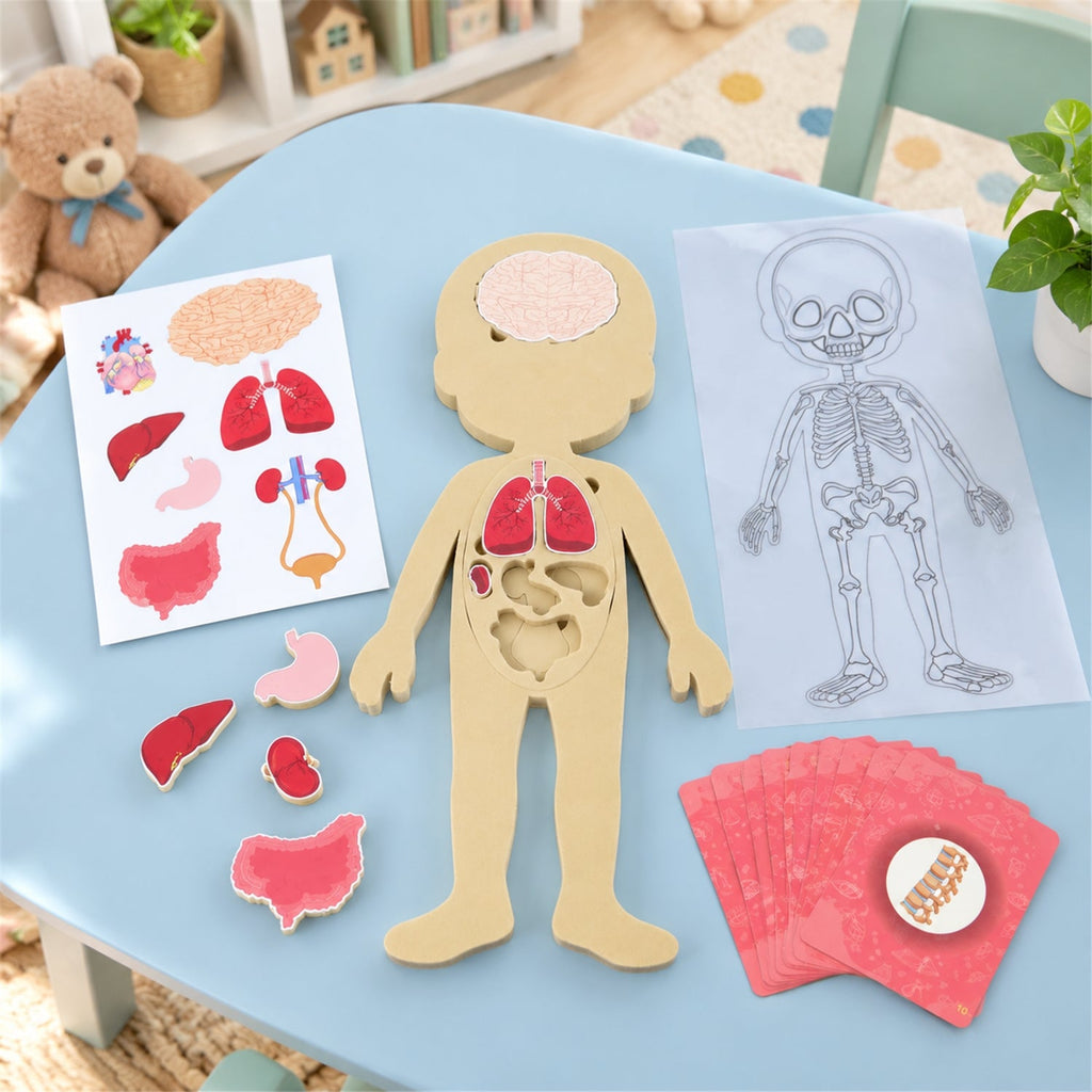 Educational Human Body Anatomy Puzzle With Organ Pieces And Learning C ...